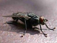 Graue Fleischfliegen (Sarcophaga carnaria) 08